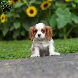 Granger, Cavalier King Charles Mix Puppy